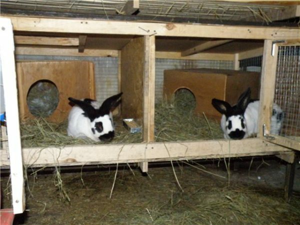 In the breeding animals are sleeping compartment, and in outdoor reared feed.