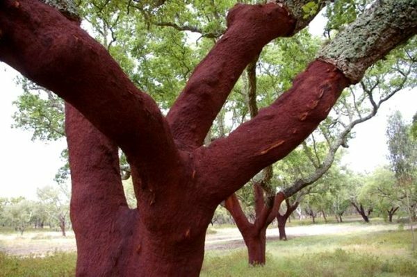 In the photo cork trees that live normally and develop bark