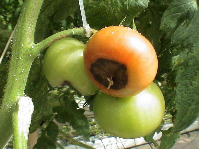 Enfermedades de los tomates en la imagen de efecto invernadero y el tratamiento: la lucha por tomates, orugas comen policarbonato, plagas y enfermedades