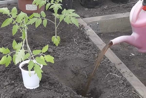 Muy a menudo, los tomates se plantan en invernaderos anchura de un metro