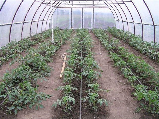 Establecimiento de los tomates en el invernadero requiere un enfoque competente