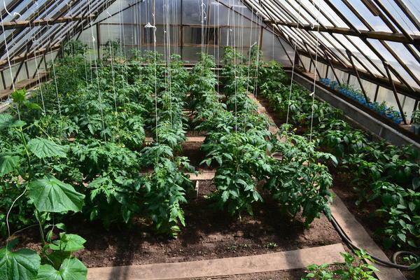 Los tomates pueden ser plantadas en un invernadero en invierno, pero es necesario cumplir con ciertas condiciones