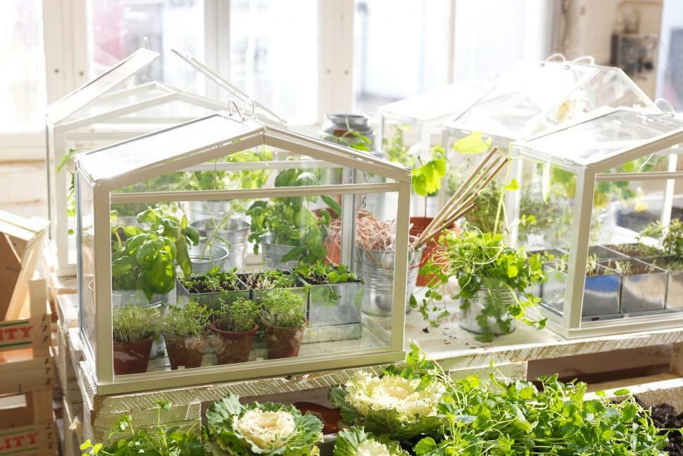 Inicio de efecto invernadero: invernadero para las plantas de semillero en el apartamento con sus plantas y fotos manos durante todo el año, clases de colores