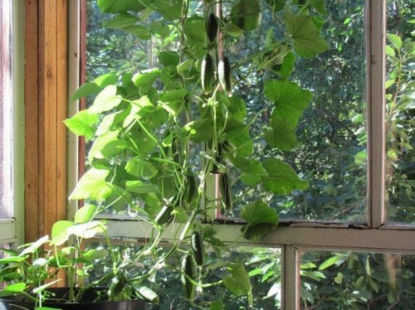 Året runt odlingsteknik i hemmet under lång tid testade gurka