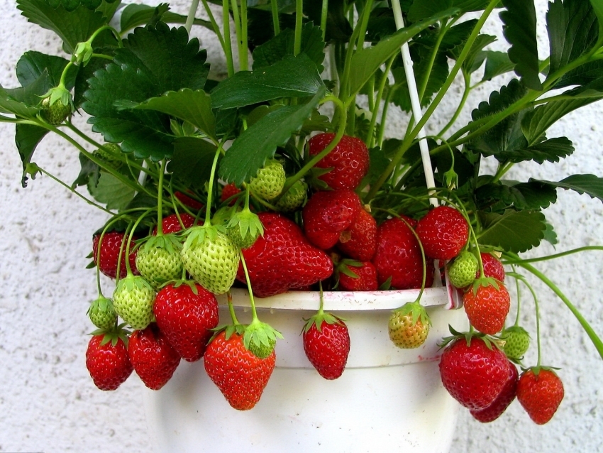 Dans les racines de fraises peu profondes, il est donc très facile à cultiver dans des pots