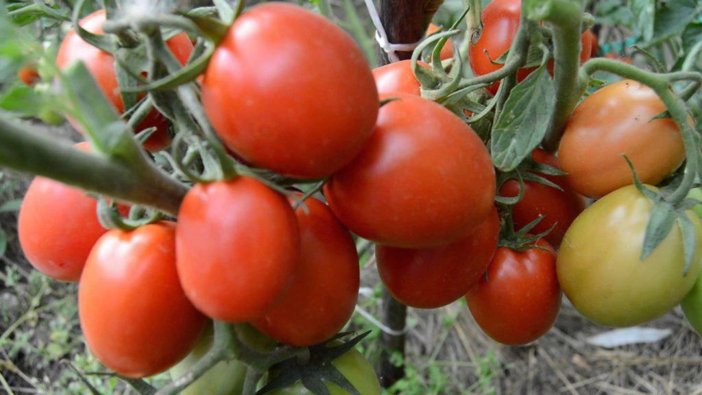 Rajčata ve skleníku na Sibiř nejlepších odrůd rajčat sibiřského chovu, produktivity karpálního série, semen a recenze