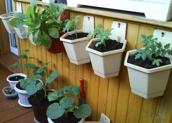 Secure lonci rastline lahko za balkone notranjo dekoracijo