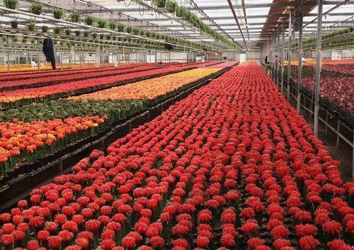 Květiny rostoucí ve skleníku - lukrativní byznys volba