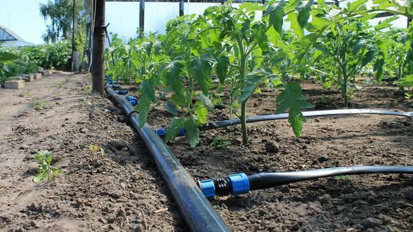 Kraftigt underlätta arbetet för trädgårdsmästare kommer att plantera bevattningssystem