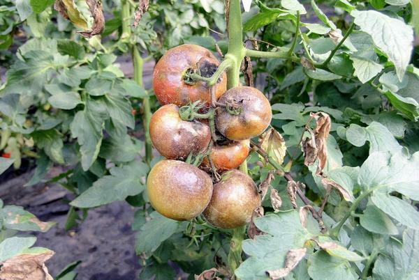 Vid detektering av svärtade tomater, bör de kastas ut ur växthuset