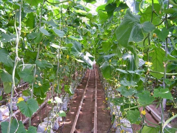 Temperaturen i växthuset för gurka: odling i ett växthus för att odla och plantering i jorden, luftfuktighet och luftläge