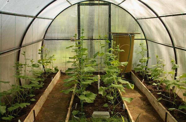 V určité vzdálenosti okurky pěstovány ve skleníku: výsadbu schéma mezi zařízením, než je šířka lože ve skleníku make