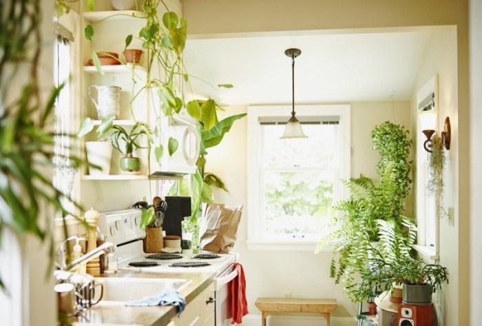 Plants in the kitchen