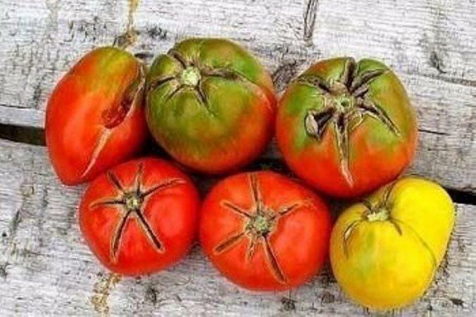 Zieds puve tomātu siltumnīcā: kāpēc tomāti ir puves, pelēka un sausa krūmā kā cīņas un ko darīt