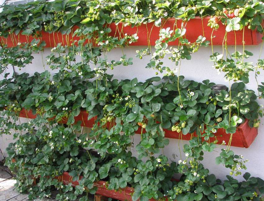La conception verticale permet d'économiser l'espace et est adapté à la culture des fleurs, des fraises, des herbes, des légumes