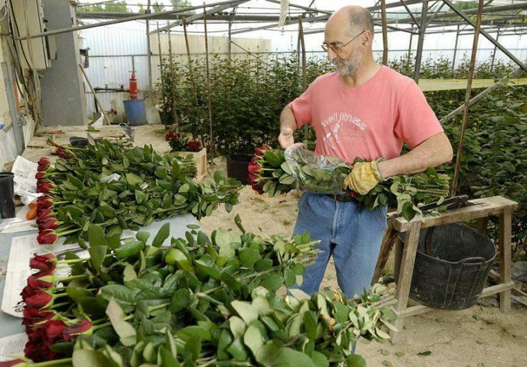 Rostoucí růže ve skleníku na prodej: Květiny a podnikání, petunie a video nutit hyacinty na 8. března plánu