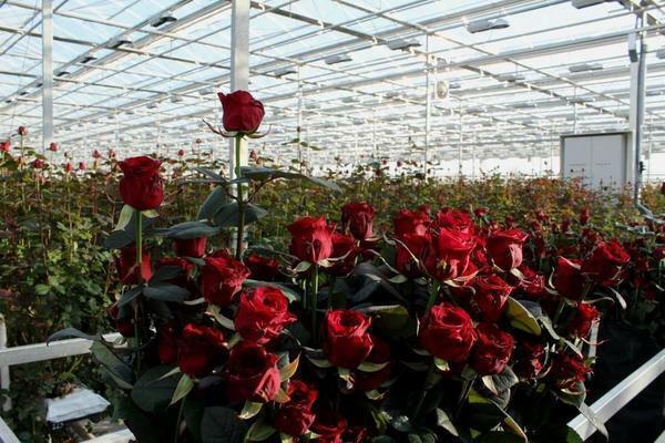 Obchodní pěstování růží, můžete spustit na svém vlastním webu, vyplňování jako soukromý zahradní půdě