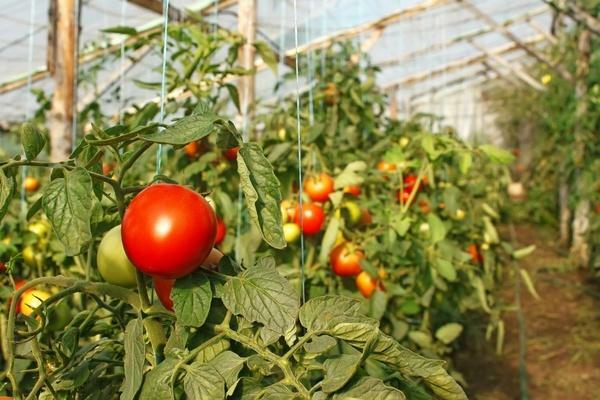 Dimensionerade sorters tomater för växthus: de bästa tomater, självpollinerade frön är låga, den mest givande