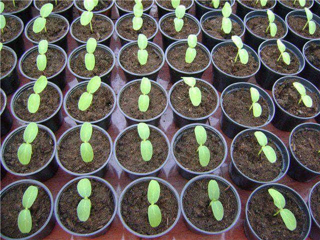 Die Aussaat von Gurkensetzlinge in das Gewächshaus: Wie zu pflanzen und zu Hause, Landung zu pflanzen und wo Samen zu säen