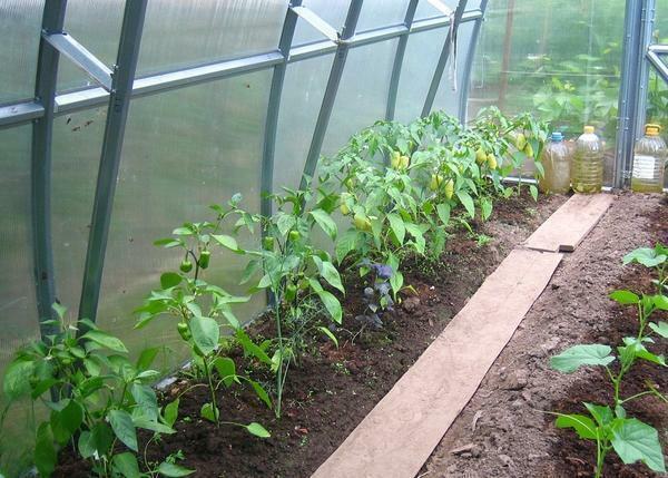 Aubergine och paprika i ett växthus: att plantera och växa, plantera ett peppar tillsammans