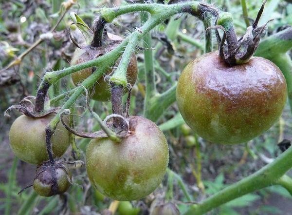 Tomater i växthuset inte svärtad, bör de regelbundet besprutas med särskilda medel mot sjukdomar