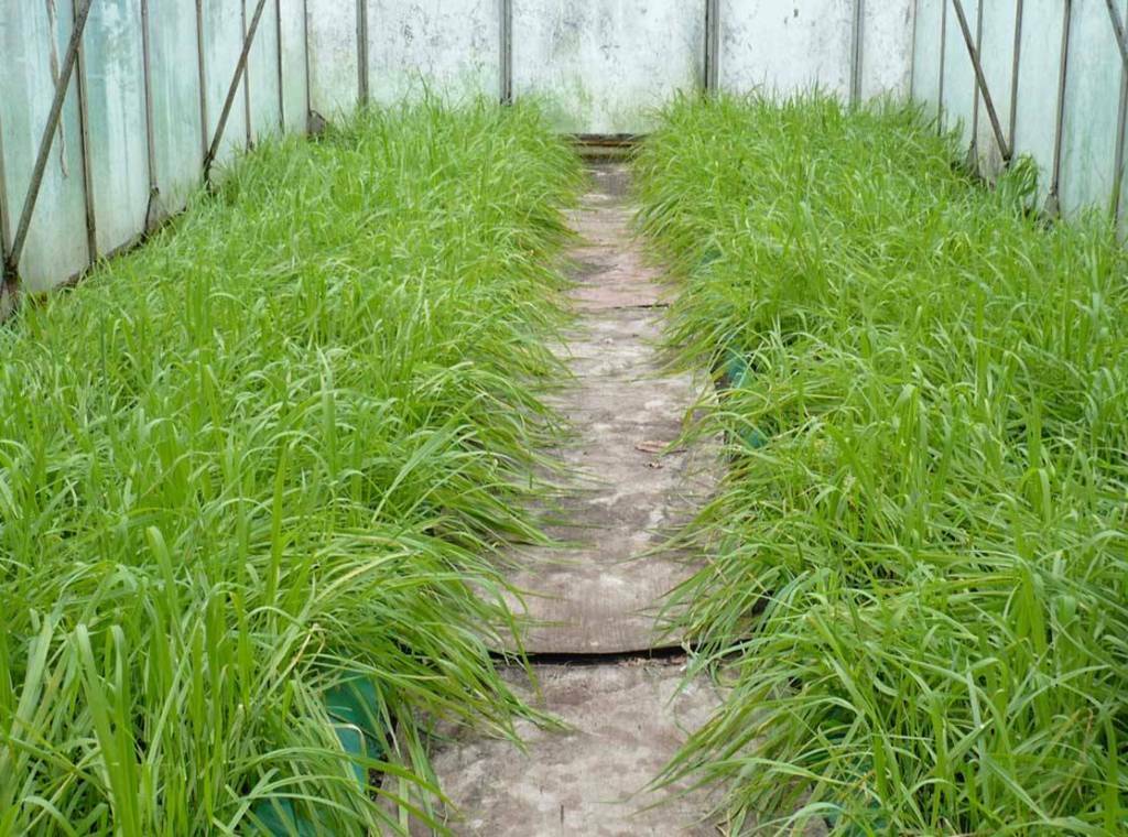 Zelené hnojení ve skleníku: na podzim a na jaře setí, výsadba, setí, lepší polykarbonát