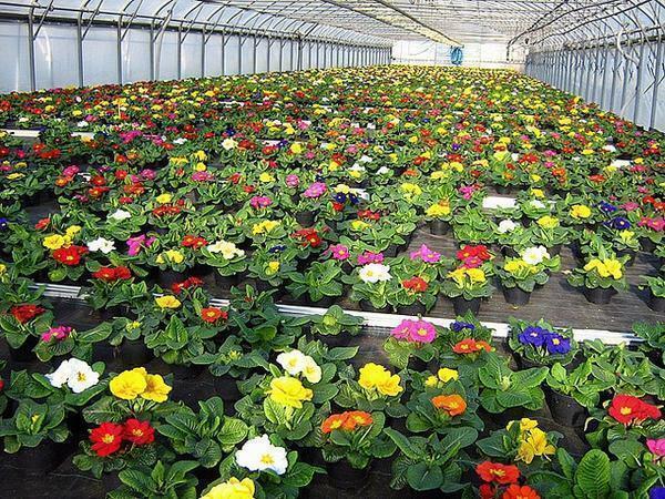 Úspěšné pěstování květin ve sklenících, závisí na tom, jak dobře připravil půdu pro jejich přistání