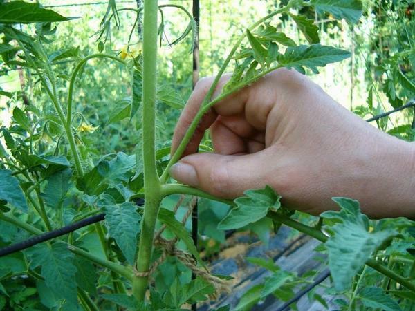 Nolauzt tomātus siltumnīcā: kā samazināt lapas tomātus, video, noņemot un atzarošana siltumnīcā