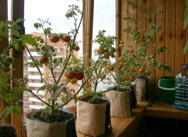 Na balkonu, lahko enostavno rastejo papriko, paradižnik, kumare