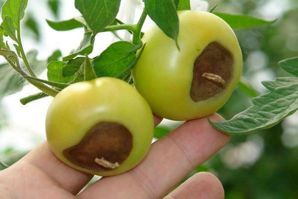 Ett av skälen till varför svärtar tomater i ett växthus kan vara en överdriven mängd fukt i jord