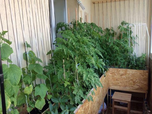 Ko raste zelenjava na njegovem balkonu je treba redno prezračevanje