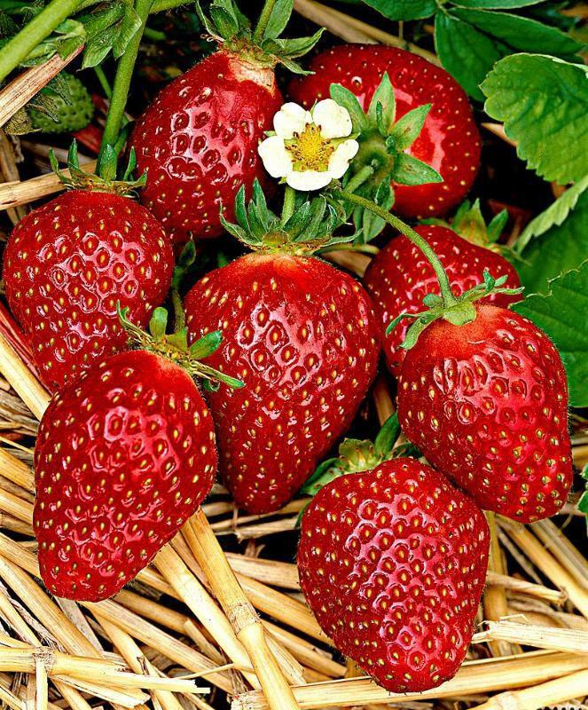 Erdbeere im Gewächshaus das ganze Jahr über als Geschäft: Anbauplan, Ernte-Video, Rückkehr, zum Verkauf