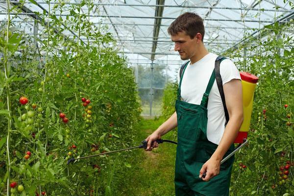 Rajčata ve skleníku potřebují být postříkány pro ochranu proti škůdcům a chorobám