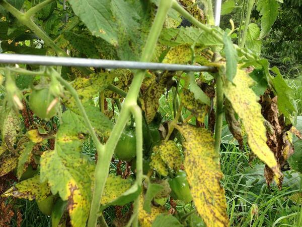 Žluté listy rajčat ve skleníku, proč a co dělat, otočila žluté rajčata, bílé pro suché