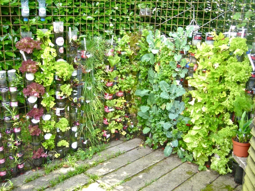 Per salvare una porzione dello spazio può essere organizzato letti verticali e piantato le piante in bottiglie o tubi